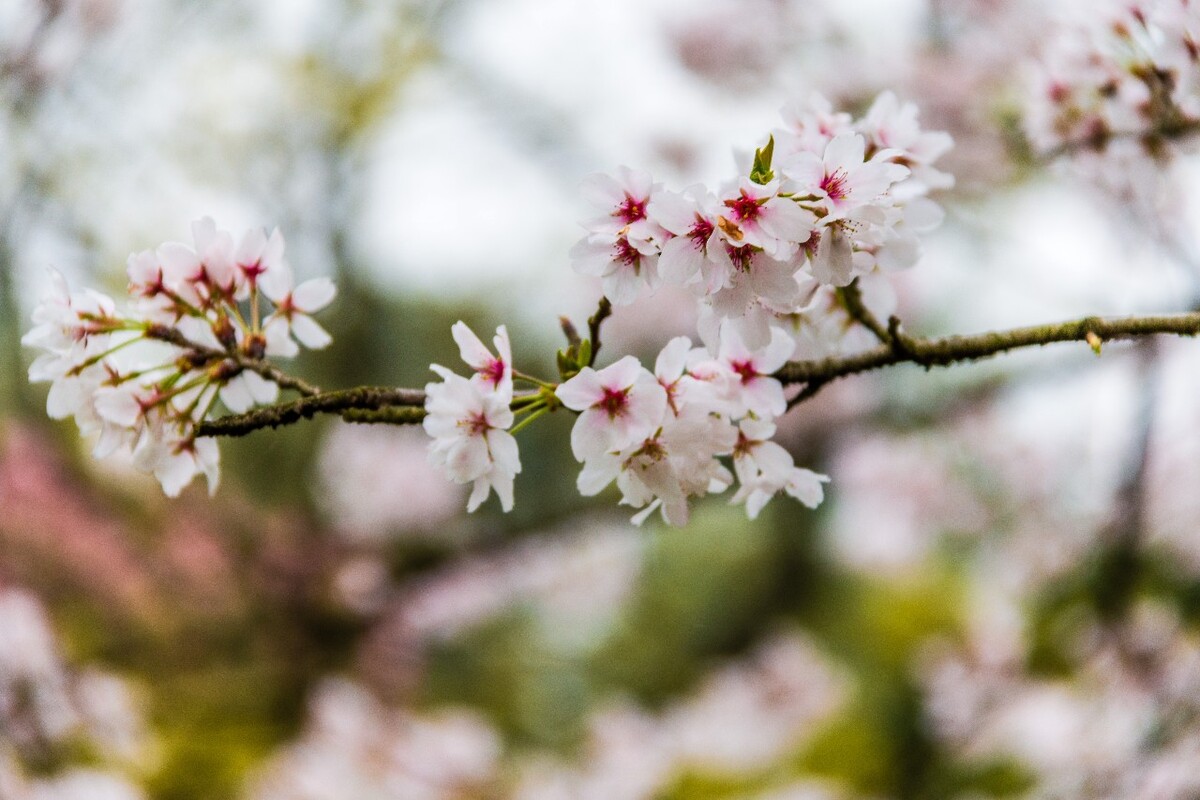 日本樱花 樱花 东京樱花 Cherry Tree 花儿 花卉 植物 太子湾樱花 樱花