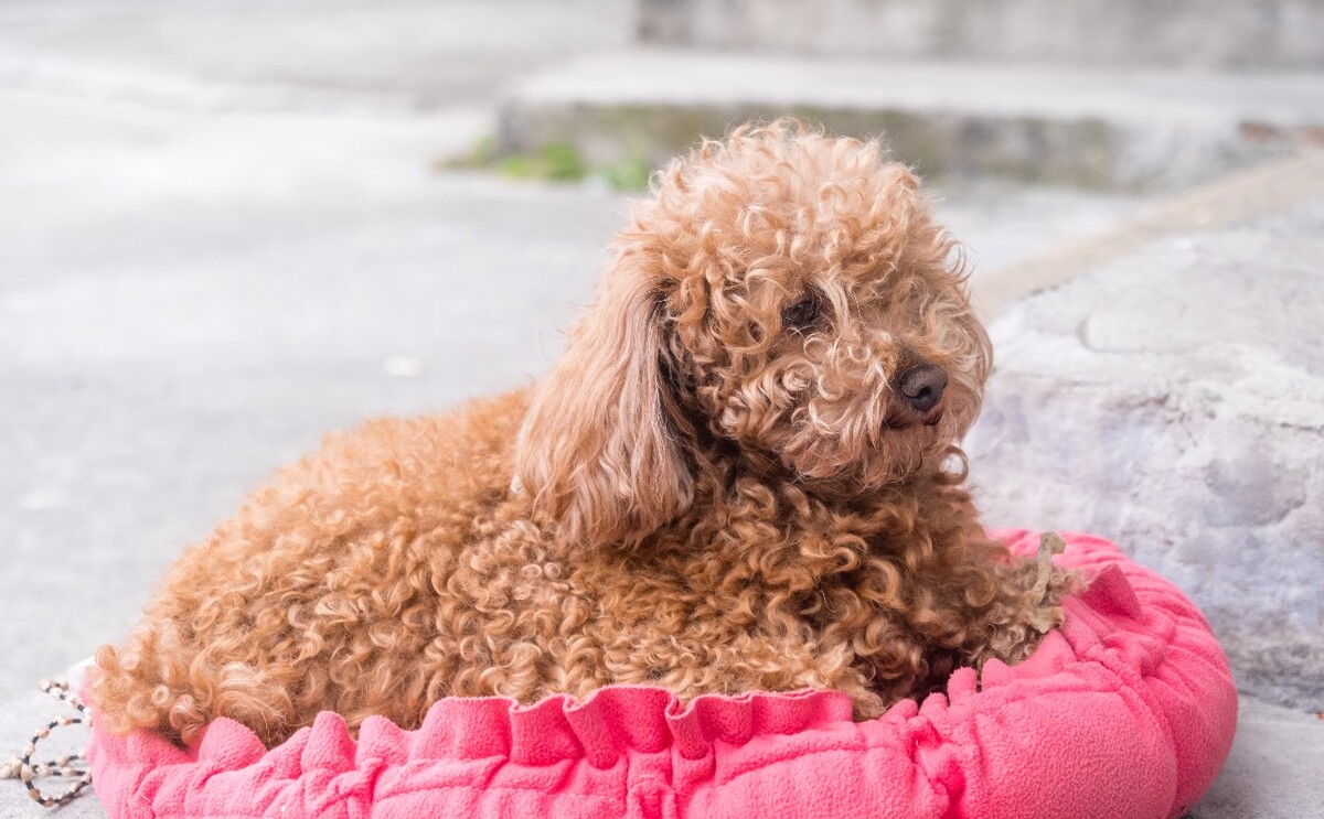 狗狗 可爱的狗狗  宠物  贵宾犬 贵妇犬 小狗 宠物摄影  图片 素材