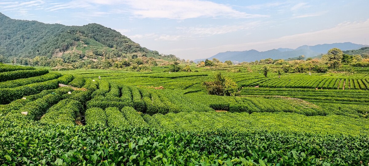 茶园 茶叶 茶村 龙坞 茶山 茶镇 龙坞茶山 杭州龙坞茶园 杭州龙坞茶村 杭州龙坞茶山