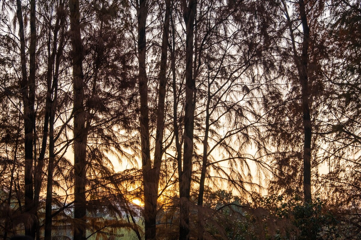 色彩 季节 风光 摄影 特写 天空 秋季 图片 风光 树枝 阳光 剪影 影子 树林 森林