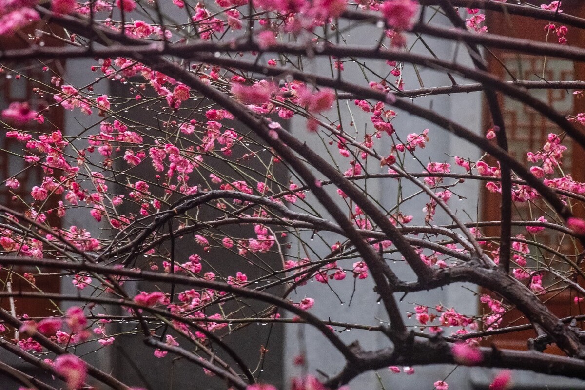 梅花 红梅 花 植物 树 花卉 花儿 盛开的梅花 梅 寒梅 摄影 图片 素材 Red plum 观梅 赏梅 梅林 梅花盛开 雨中红梅 雨中梅花