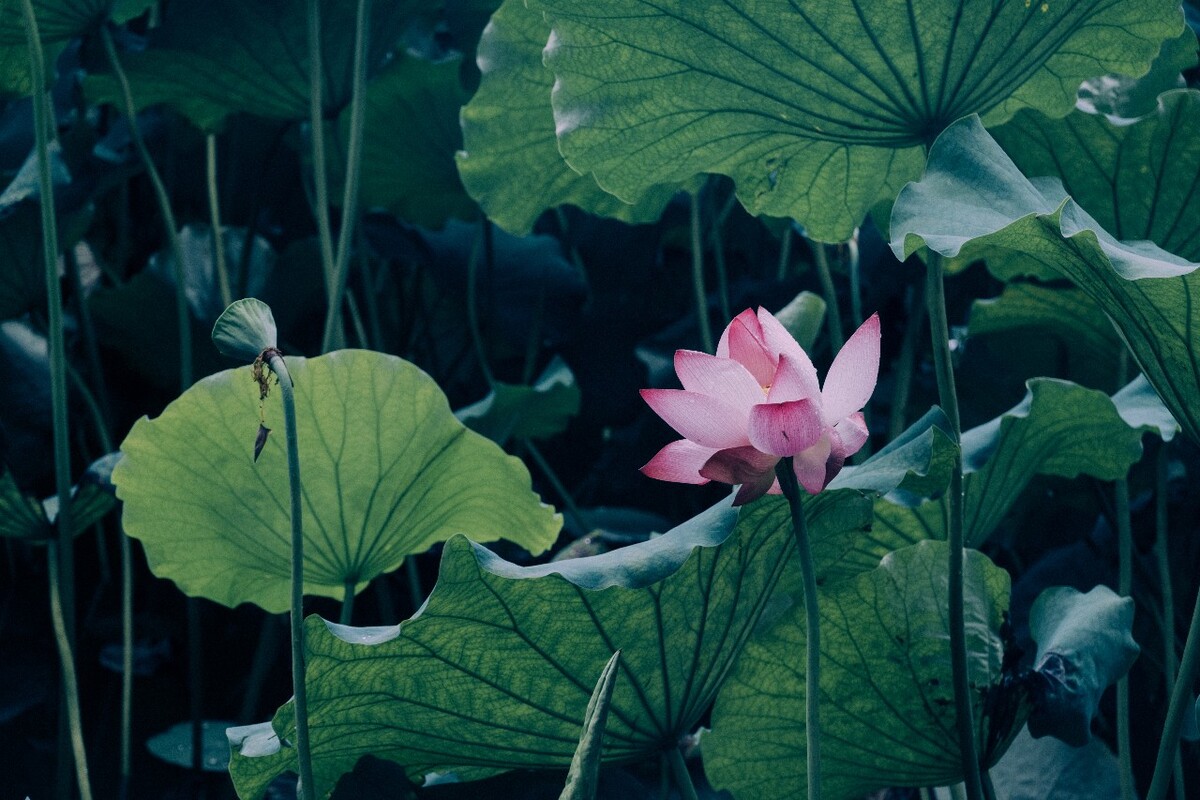 荷花 莲花 水芙蓉 草本花卉 莲花 水芙蓉 藕花 芙蕖 水芝 水华 泽芝 中国莲 摄影 特写