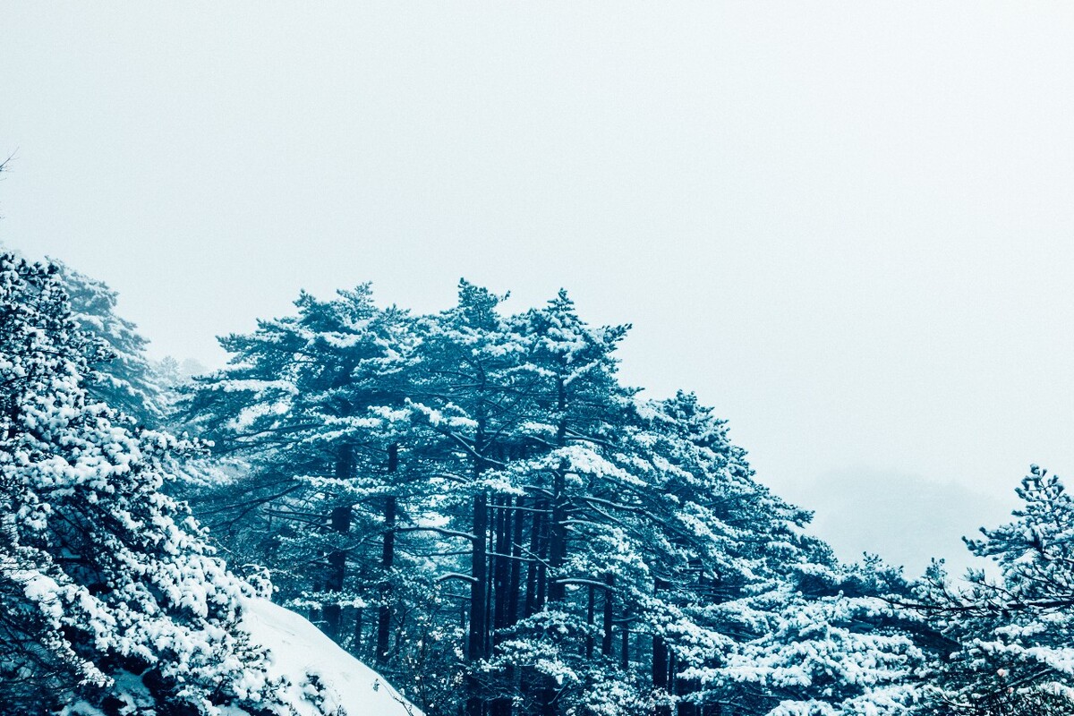 雪景 大自然 自然 风光 黄山雪景 摄影 银妆素裹 千里冰封 万里雪飘 旅游 树枝上的雪 森林雪景