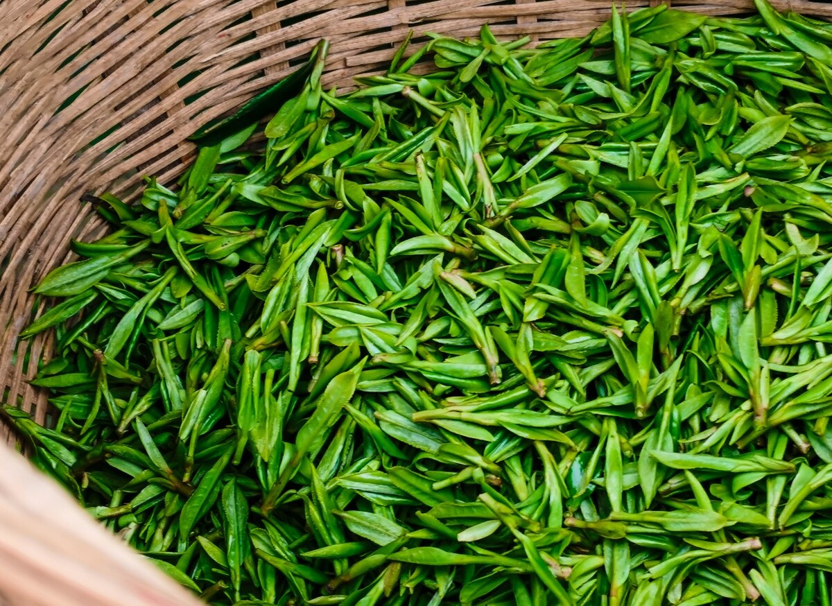 茶叶 采茶 刚茶下来的茶叶 茶   嫩芽 明前茶