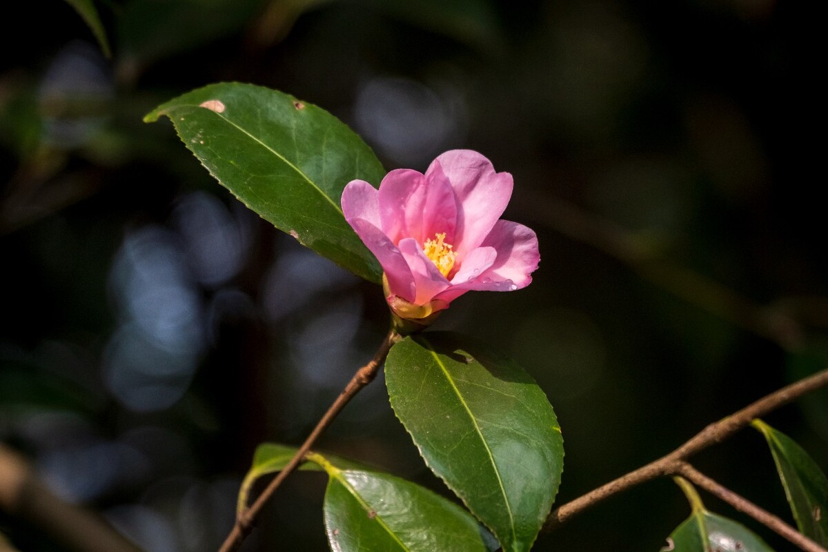 海棠花 粉色海棠花 紫色海棠花 图片 摄影 植物花草 花卉  花儿