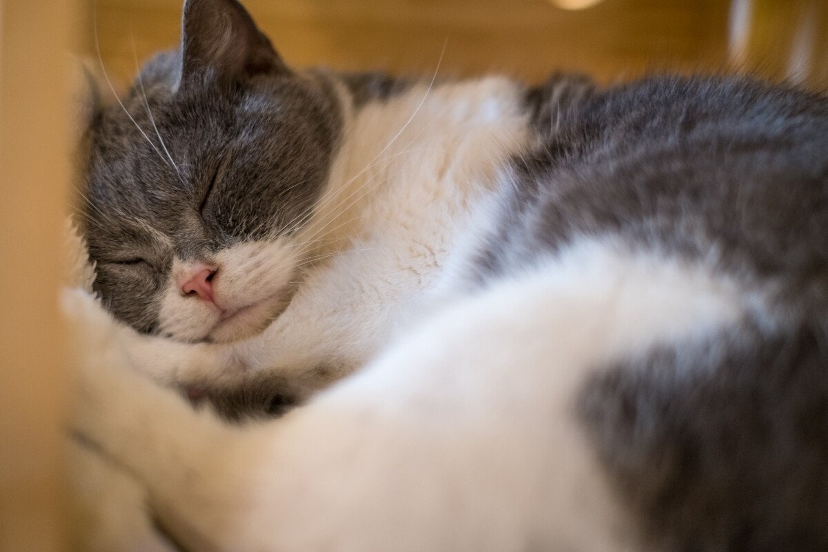 猫 宠物 动物 图片 摄影 喵星人 猫猫