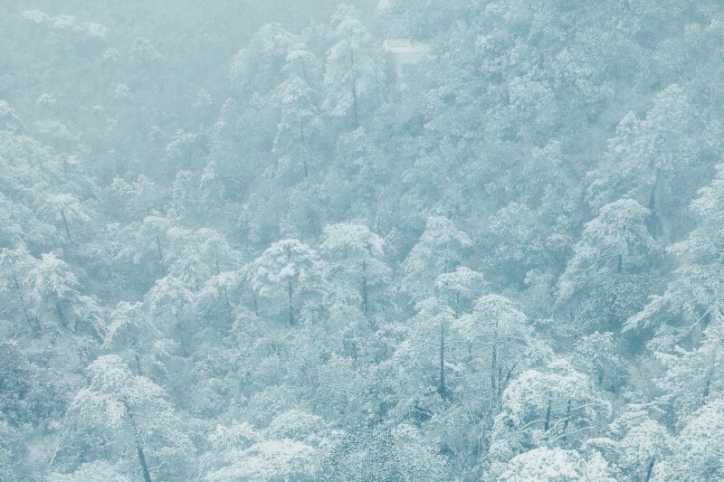雪 雪景 自然 大自然 风景 森林雪景 黄山雪景 户外 旅游 旅行 银妆素裹 树枝上的雪