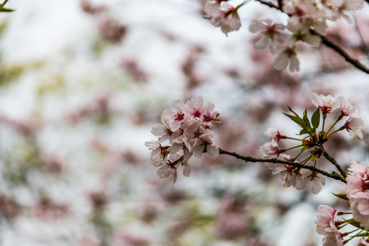 日本樱花 樱花 东京樱花 Cherry Tree 花儿 花卉 植物 太子湾樱花 樱花