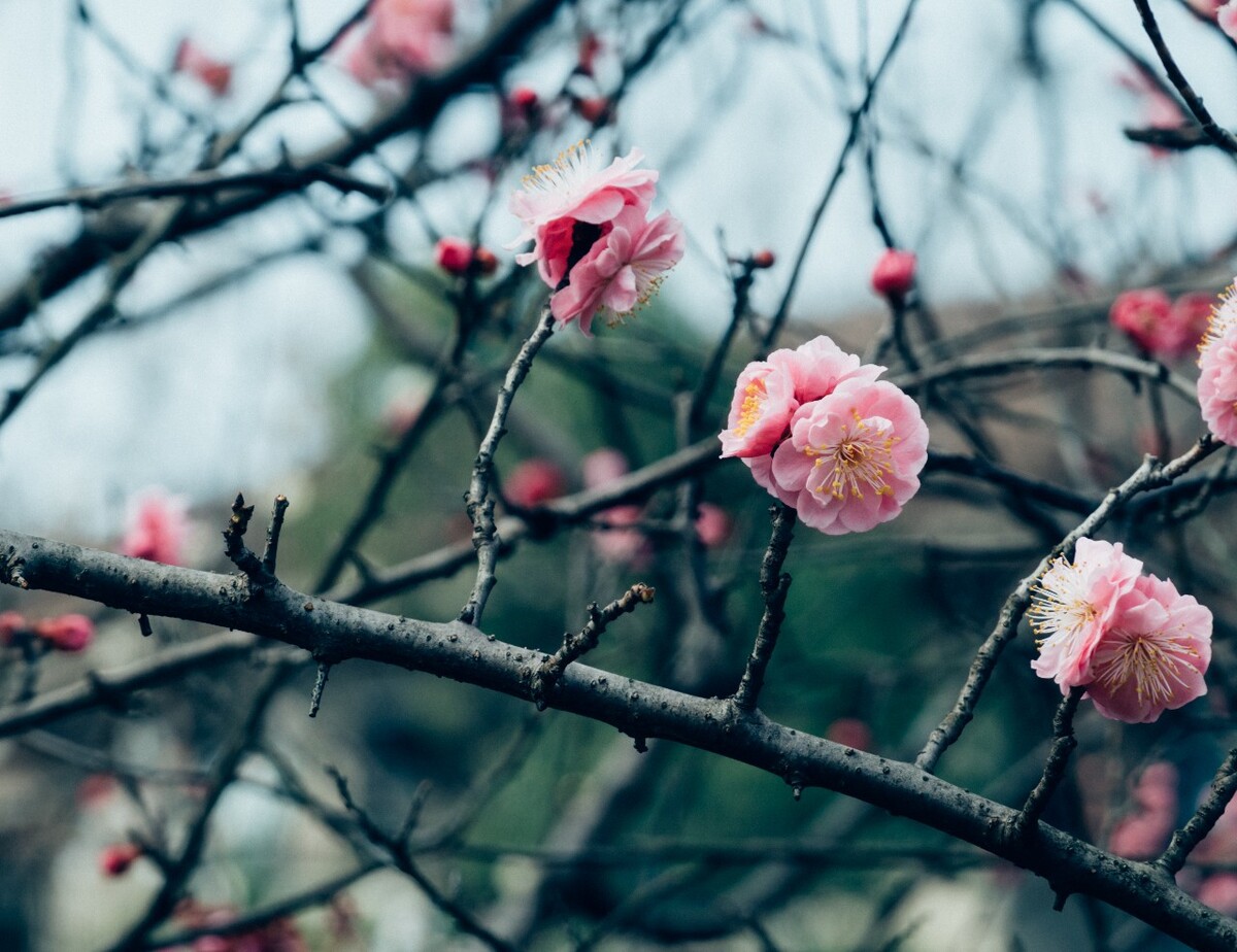 梅 中国十大名花之首 梅花 红梅 花儿 红梅开放 摄影 特写 梅开百花之先,独天下而春