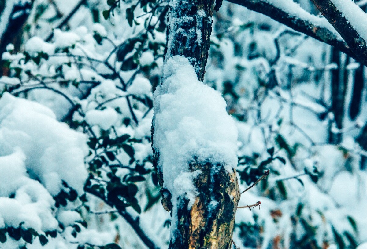 摄影 雪景 大自然 黄山 黄山雪景 雪中黄山 森林雪景 植物上的雪 小草