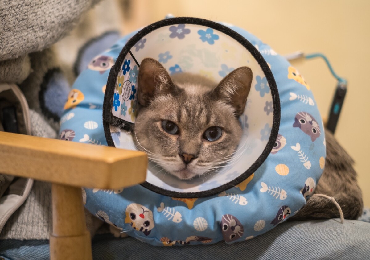 猫 宠物 动物 图片 摄影 喵星人 猫猫