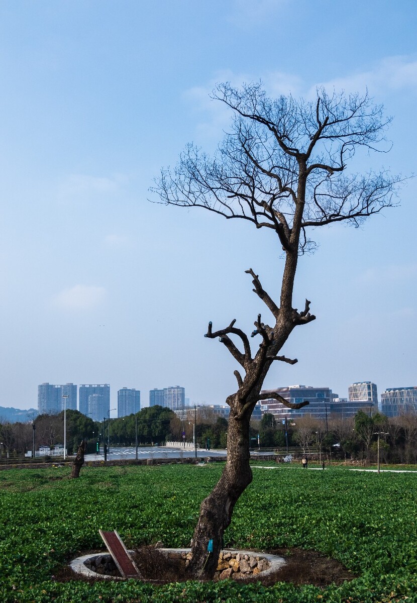 湘湖风光 自然 风光 摄影 风景 旅游 旅行 自然 树