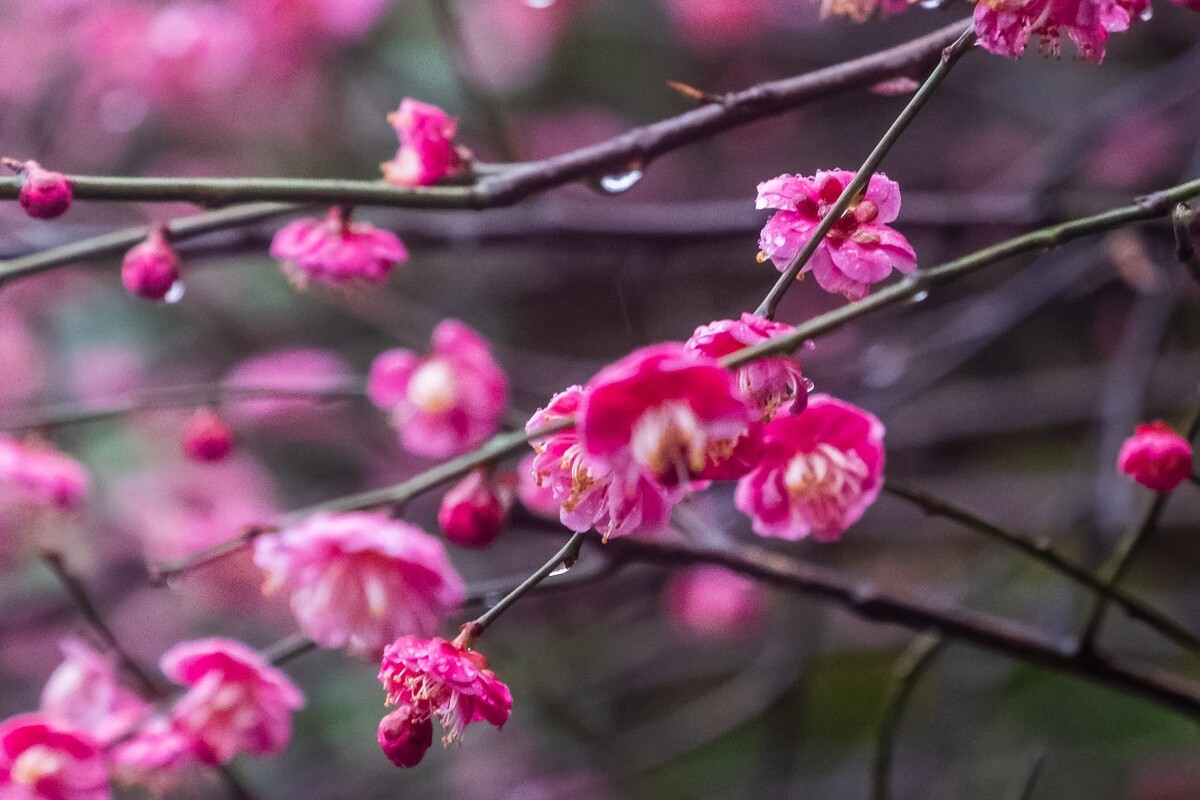 自然 风景 风光 梅花 植物 花卉 花儿 花草 树枝 雨中梅花 寒梅 红梅 梅 图片 素材 特写 摄影