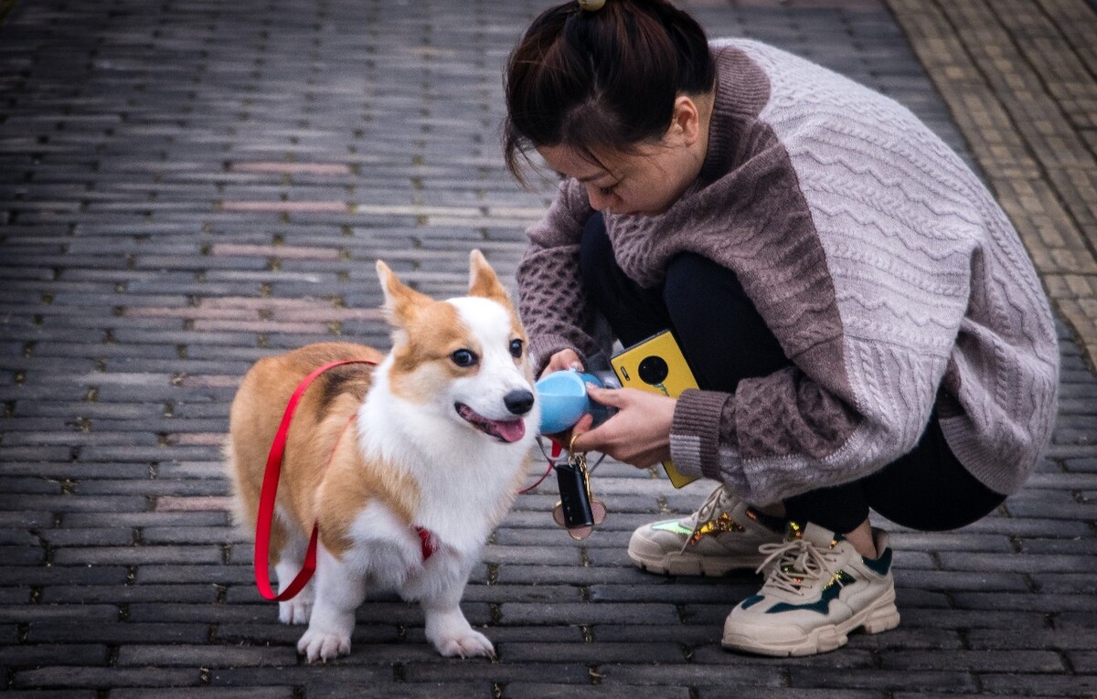 柯基 狗狗 小可爱 宠物 威尔士柯基犬 卡迪根威尔士柯基犬 彭布罗克威尔士柯基犬 旺星人 宠物摄影 人与动物 和谐相处