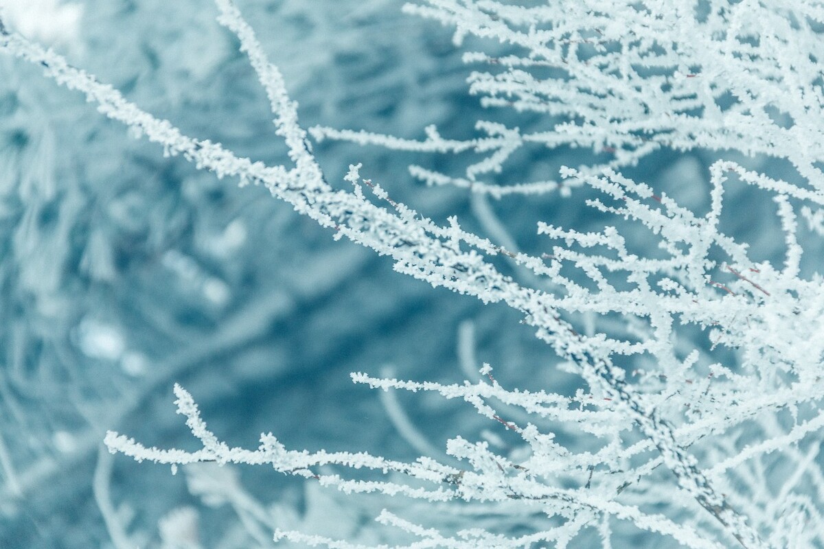 雪景 自然 风景 自然风光 大自然 黄山雪景 黄山风光 树枝上的雪 积雪 千里冰封 万里雪飘 银妆素裹
