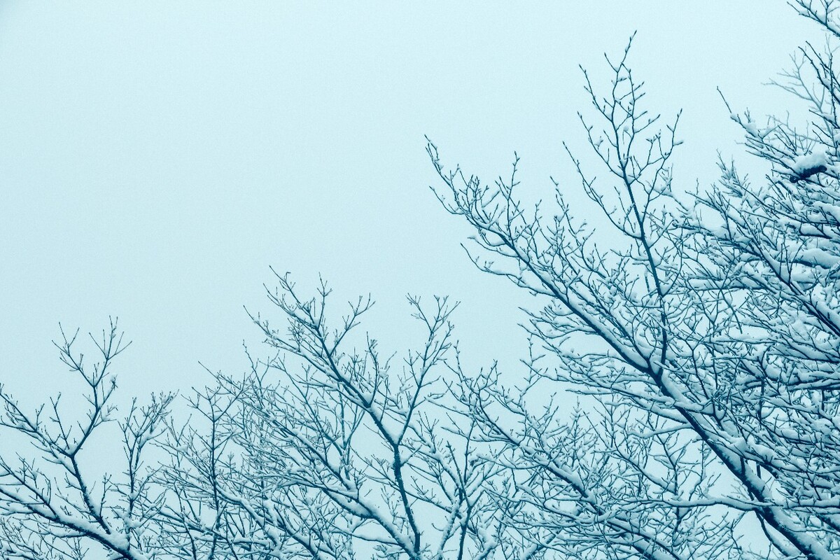 雪景 自然 风景 自然风光 大自然 黄山雪景 黄山风光 树枝上的雪 积雪 千里冰封 万里雪飘 银妆素裹