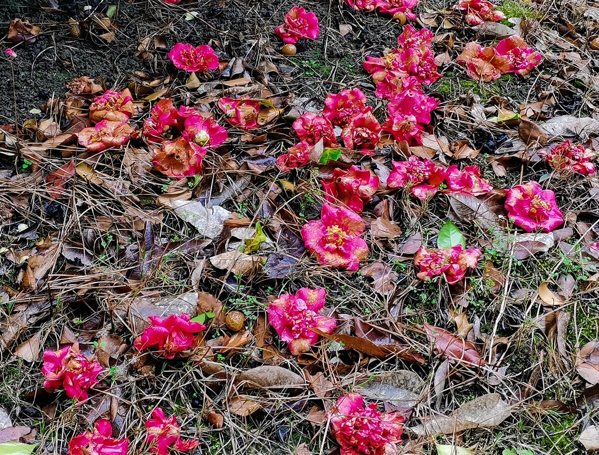 茶花 红色的花 落花 落红不是无情物,化作春泥更护花 摄影 素材 花卉 花朵