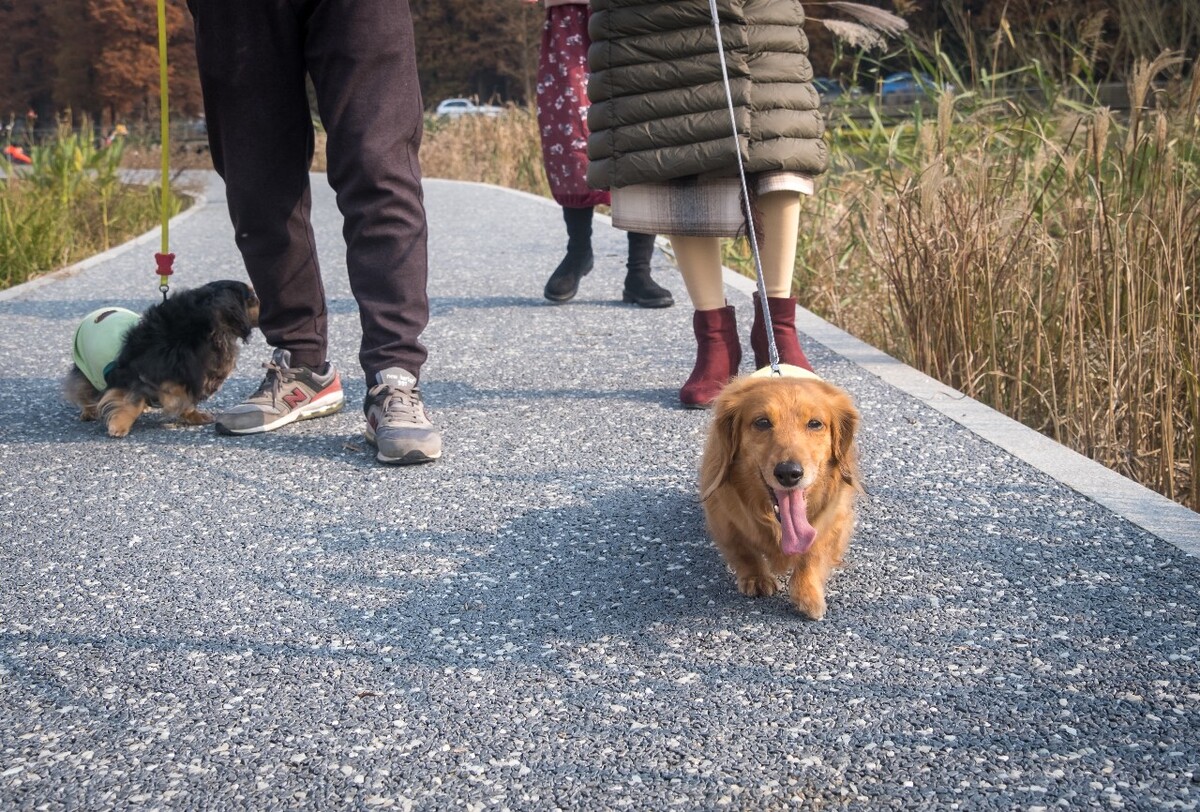 腊肠犬 金毛 狗狗 宠物 旺星人 摄影 特写 图片 宠物摄影 猎犬