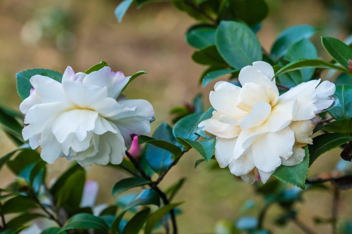 花 花朵 花卉 植物 特写 摄影 花草 茶花  叶子 静物 风光 茶梅