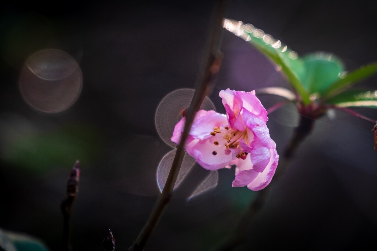 海棠花 粉色海棠花 紫色海棠花 图片 摄影 植物花草 花卉  花儿