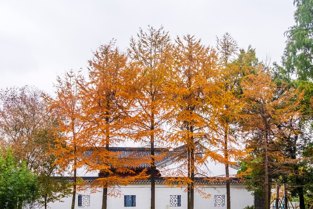 金钱松 落叶松 松树 树木 树林  金松 水树 古老残遗植物 建筑