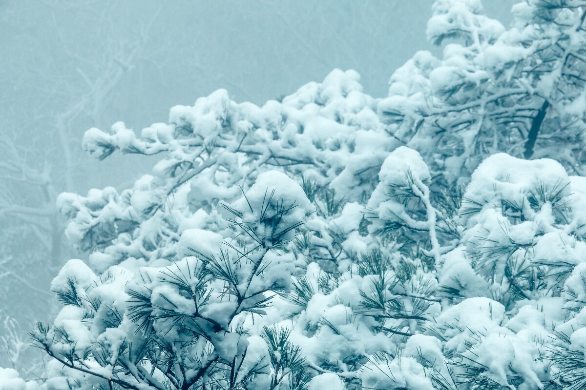 雪景 自然 风景 自然风光 大自然 黄山雪景 黄山风光 树枝上的雪 积雪 千里冰封 万里雪飘 银妆素裹