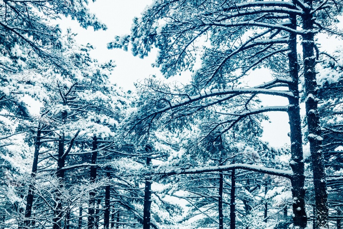 雪景 大自然 自然 风光 黄山雪景 摄影 银妆素裹 千里冰封 万里雪飘 旅游 树枝上的雪 森林雪景