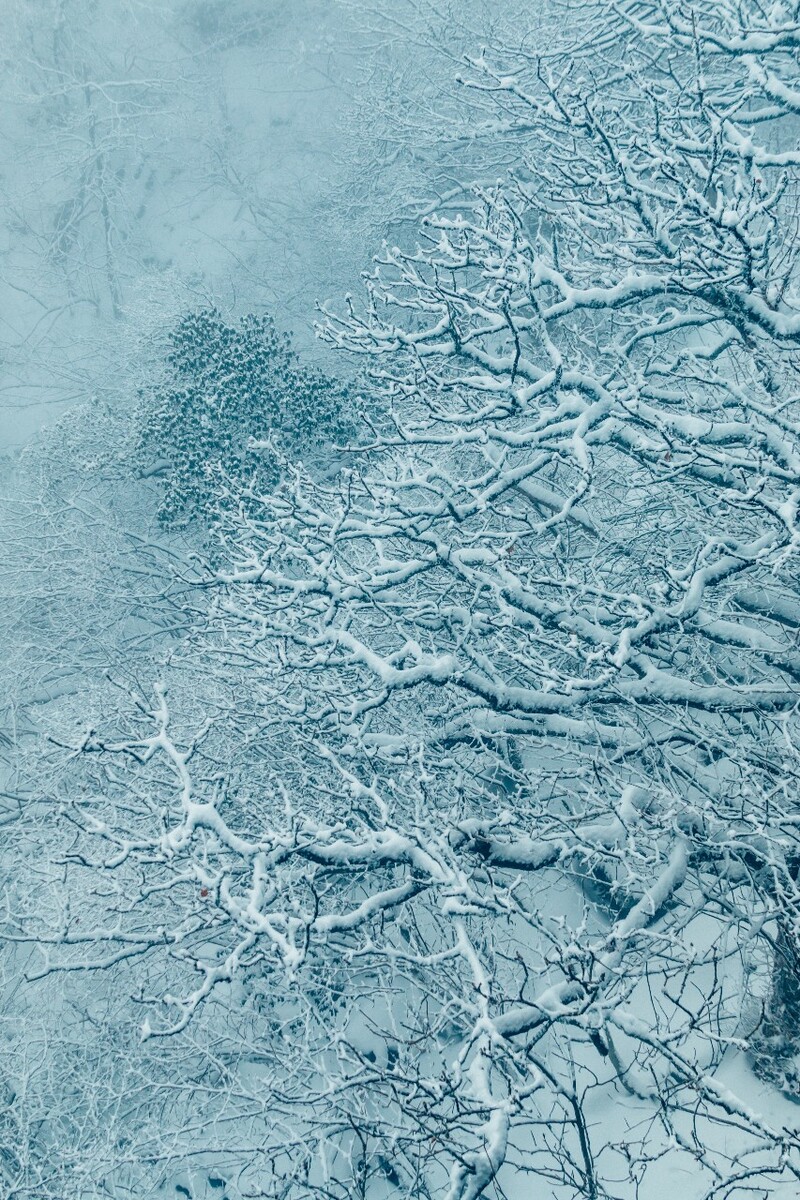 雪景 自然 风景 自然风光 大自然 黄山雪景 黄山风光 树枝上的雪 积雪 千里冰封 万里雪飘 银妆素裹