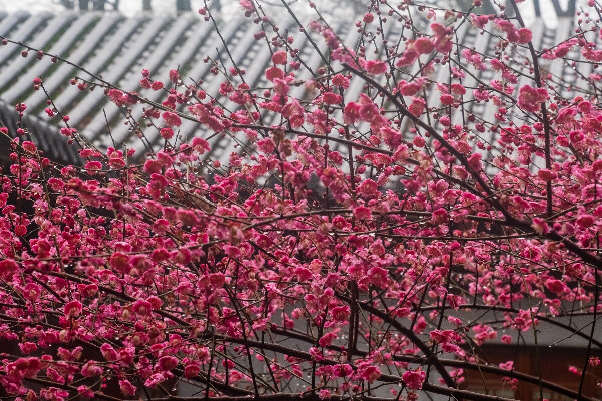 梅花 红梅 花 植物 树 花卉 花儿 盛开的梅花 梅 寒梅 摄影 图片 素材 Red plum 观梅 赏梅 梅林 梅花盛开 雨中红梅 雨中梅花