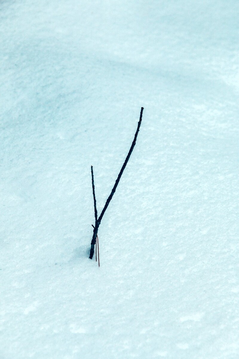 植物 雪景 大自然 自然 雪中的植物 白雪 黄山雪景 索道 黄山 森林雪景