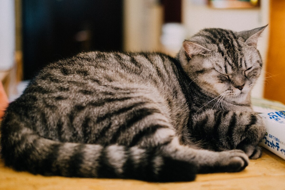 猫 猫科动物 动物 猫亚科 豹亚科 猫咪 家猫 野猫 喵星人 可爱的猫猫 英短 虎斑