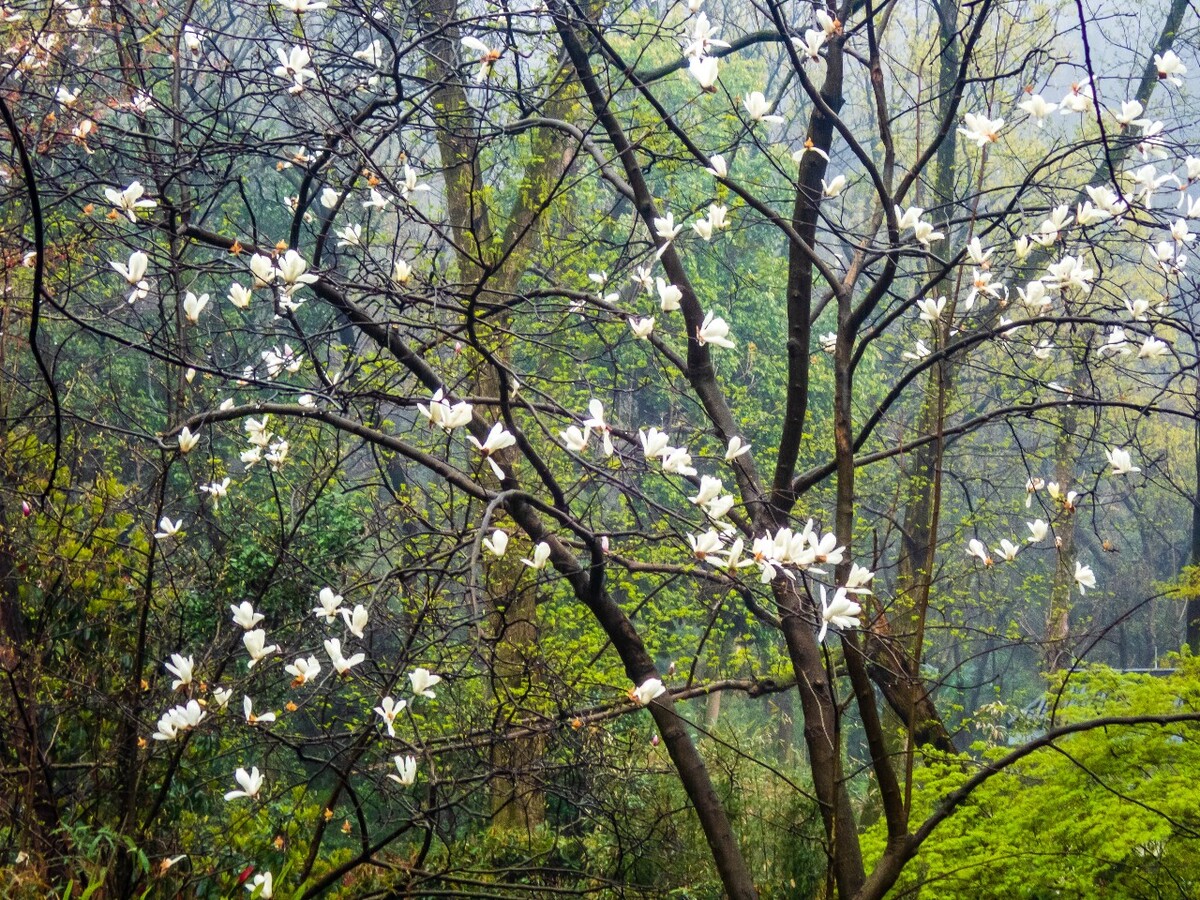 日本樱花 樱花 东京樱花 Cherry Tree 花儿 花卉 植物 太子湾樱花