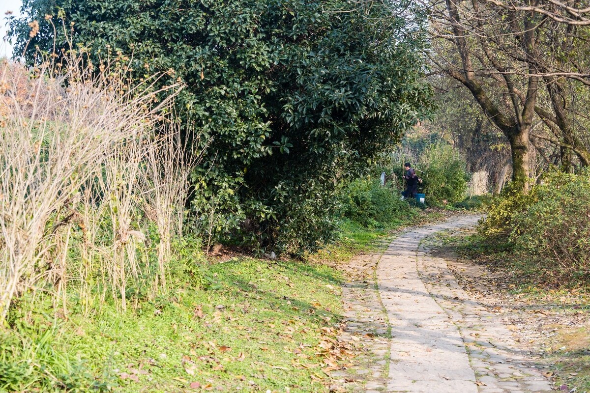 茶园风光 龙井茶园风光 茶叶 茶园 自然风光 茶树 茶 茅草屋 采茶人 风光 摄影 特写 农民