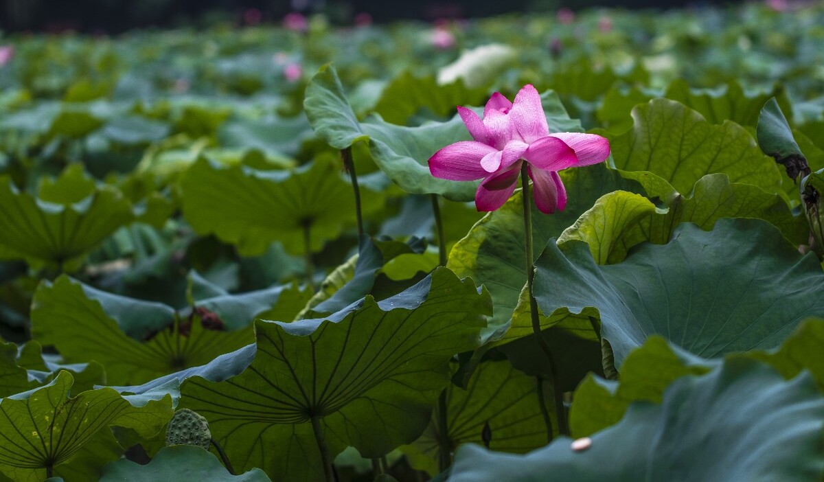 荷叶 荷塘 荷 植物 叶子 莲花 水芙蓉 莲花 水芙蓉 藕花 芙蕖 水芝 水华 泽芝 中国莲 摄影 特写 自然 风光