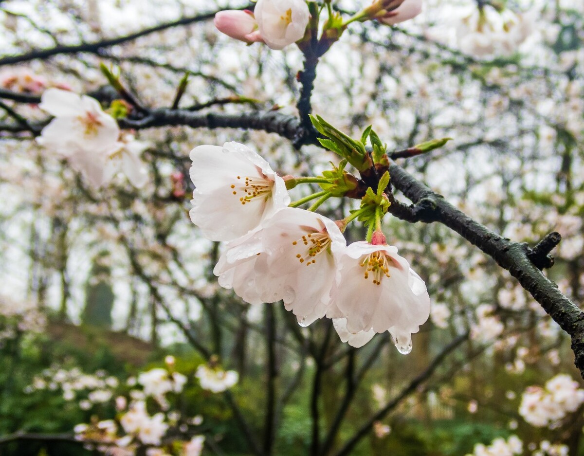 日本樱花 樱花 东京樱花 Cherry Tree 花儿 花卉 植物 太子湾樱花