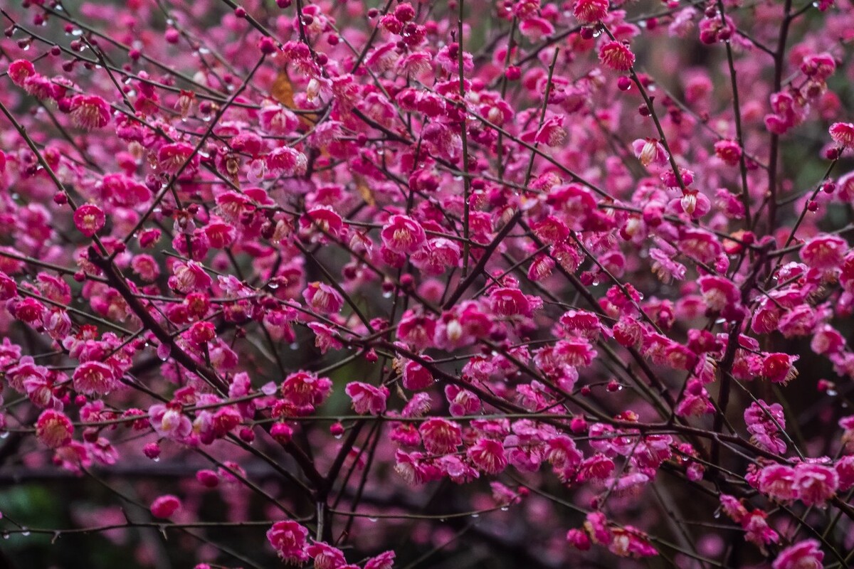 雨中梅 梅花 植物 花卉 花草 寒梅 红梅 雨中红梅 自然 风光 图片 素材 特写 梅花特写 Red plum