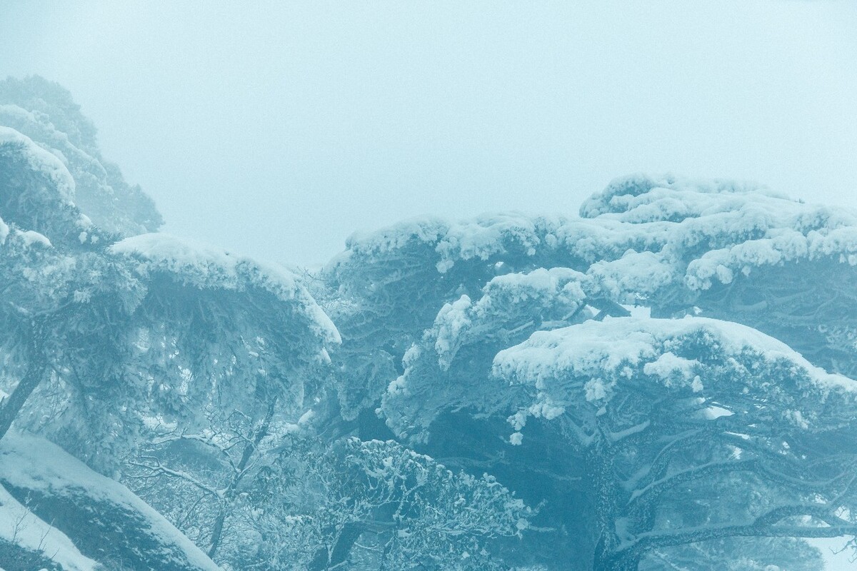 雪景 大自然 自然 风光 黄山雪景 摄影 银妆素裹 千里冰封 万里雪飘 旅游 树枝上的雪 森林雪景