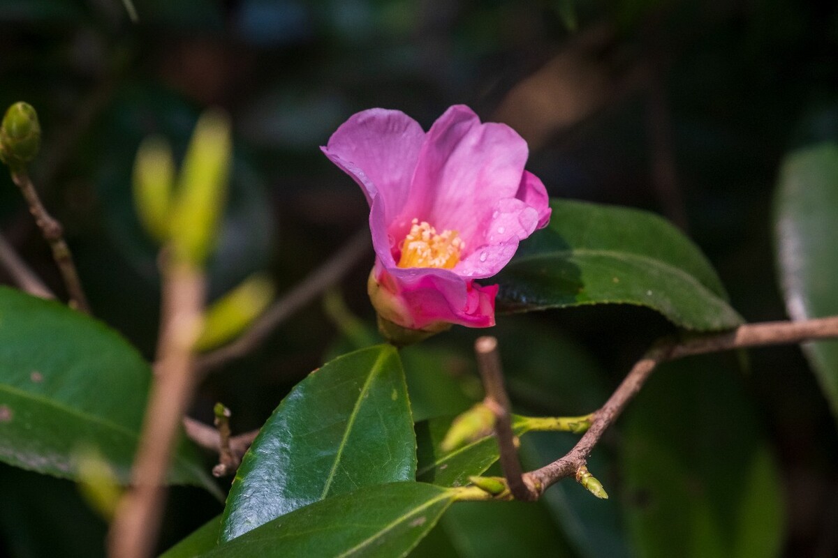 海棠花 粉色海棠花 紫色海棠花 图片 摄影 植物花草 花卉  花儿