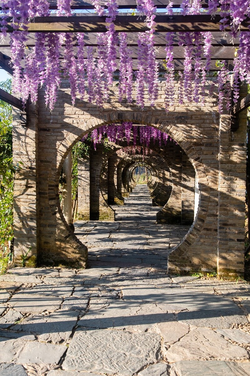 烟岸  雾气迷蒙的水岸 植物 透视 路 道路 风景 风光 摄影  图片素材 