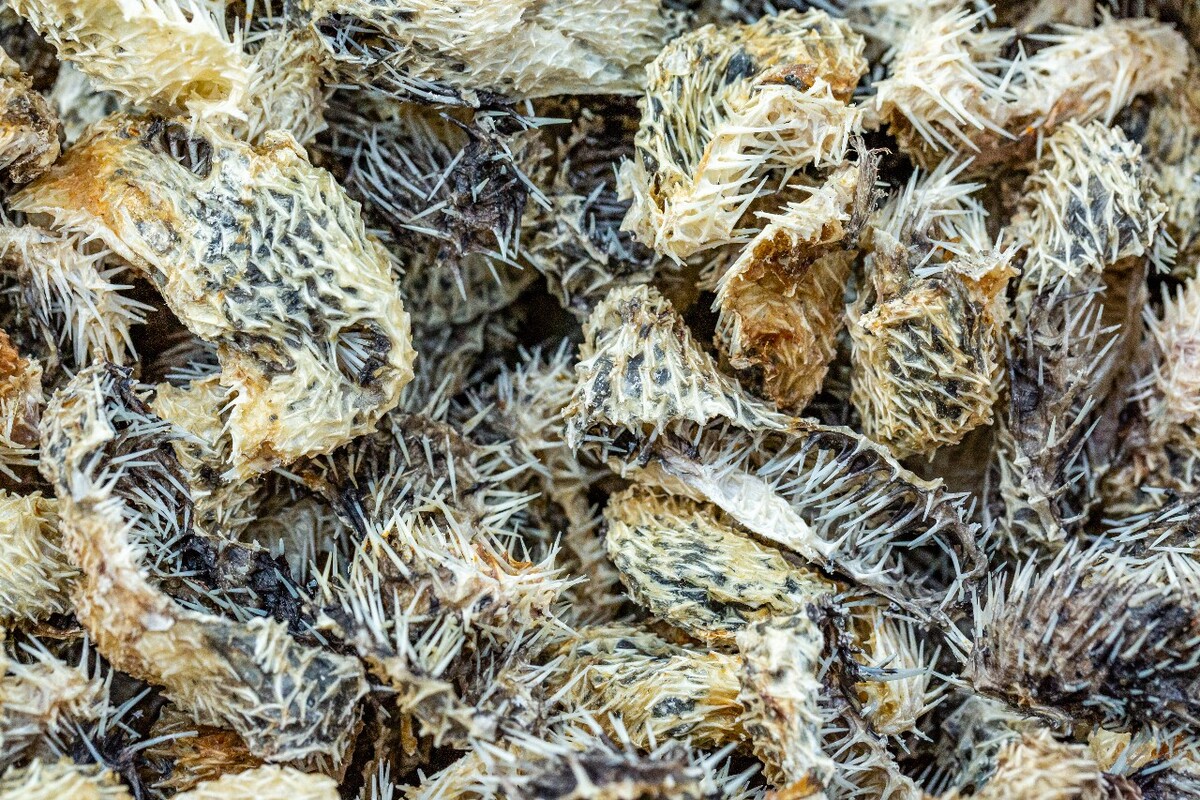  食材 美味  干贝