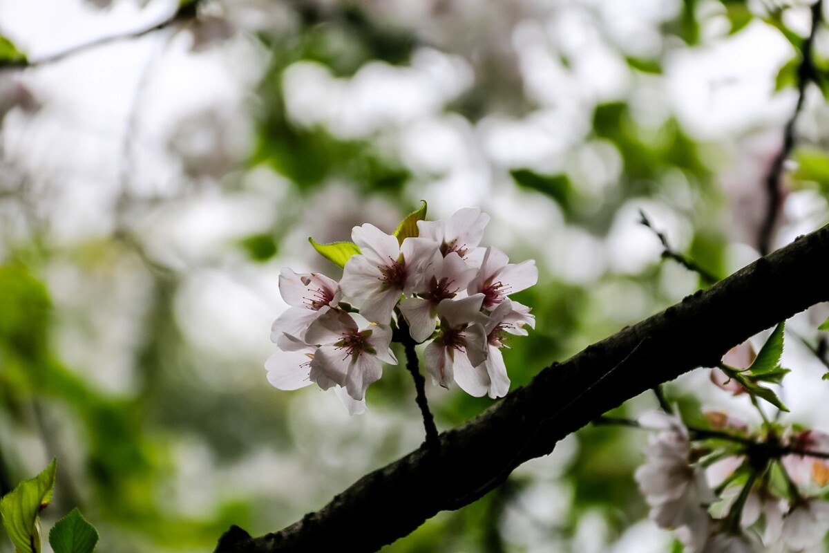 日本樱花 樱花 东京樱花 Cherry Tree 花儿 花卉 植物 太子湾樱花 樱花
