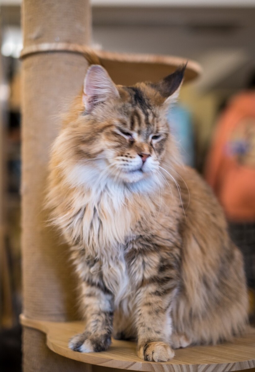 猫 猫科动物 动物 猫亚科 豹亚科 猫咪 家猫 野猫 喵星人 可爱的猫猫 英短 虎斑
