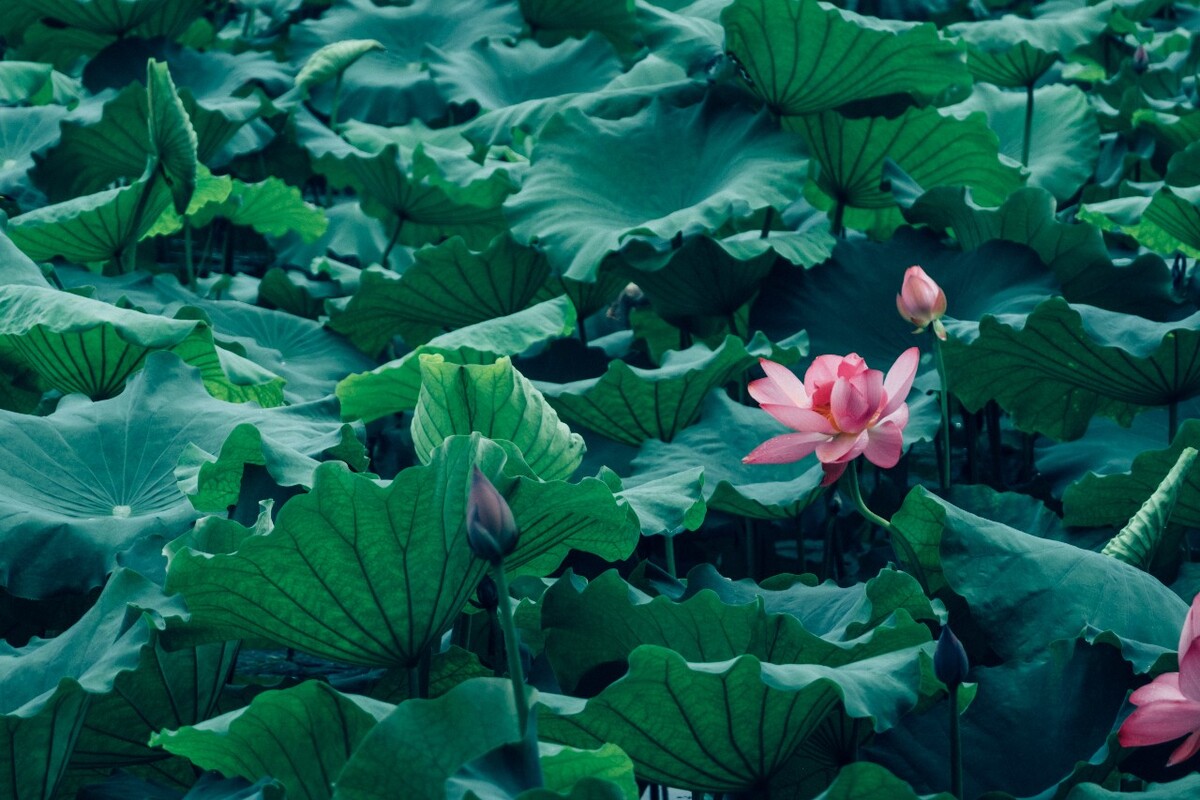 荷花 莲花 水芙蓉 草本花卉 莲花 水芙蓉 藕花 芙蕖 水芝 水华 泽芝 中国莲 摄影 特写