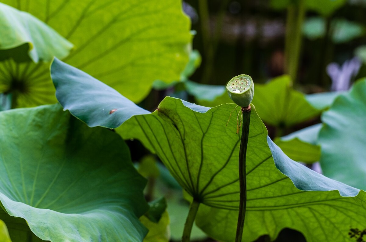 莲蓬 荷叶 荷塘 荷 植物 叶子 莲花 水芙蓉 莲花 水芙蓉 藕花 芙蕖 水芝 水华 泽芝 中国莲 摄影 特写 自然 风光