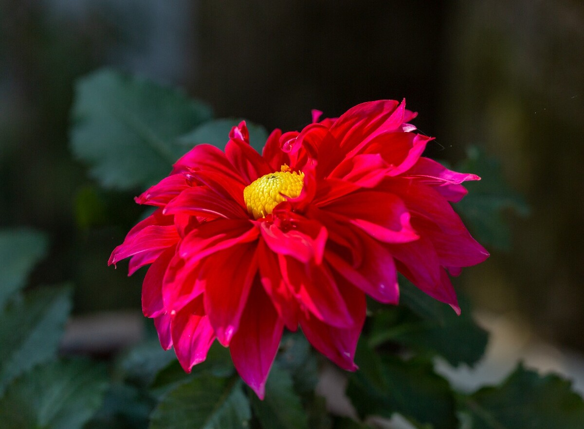 芍药 将离 离草 婪尾春 余容 犁食 没骨花 黑牵夷 红药 摄影 花朵 花儿 微距 植物 花草
