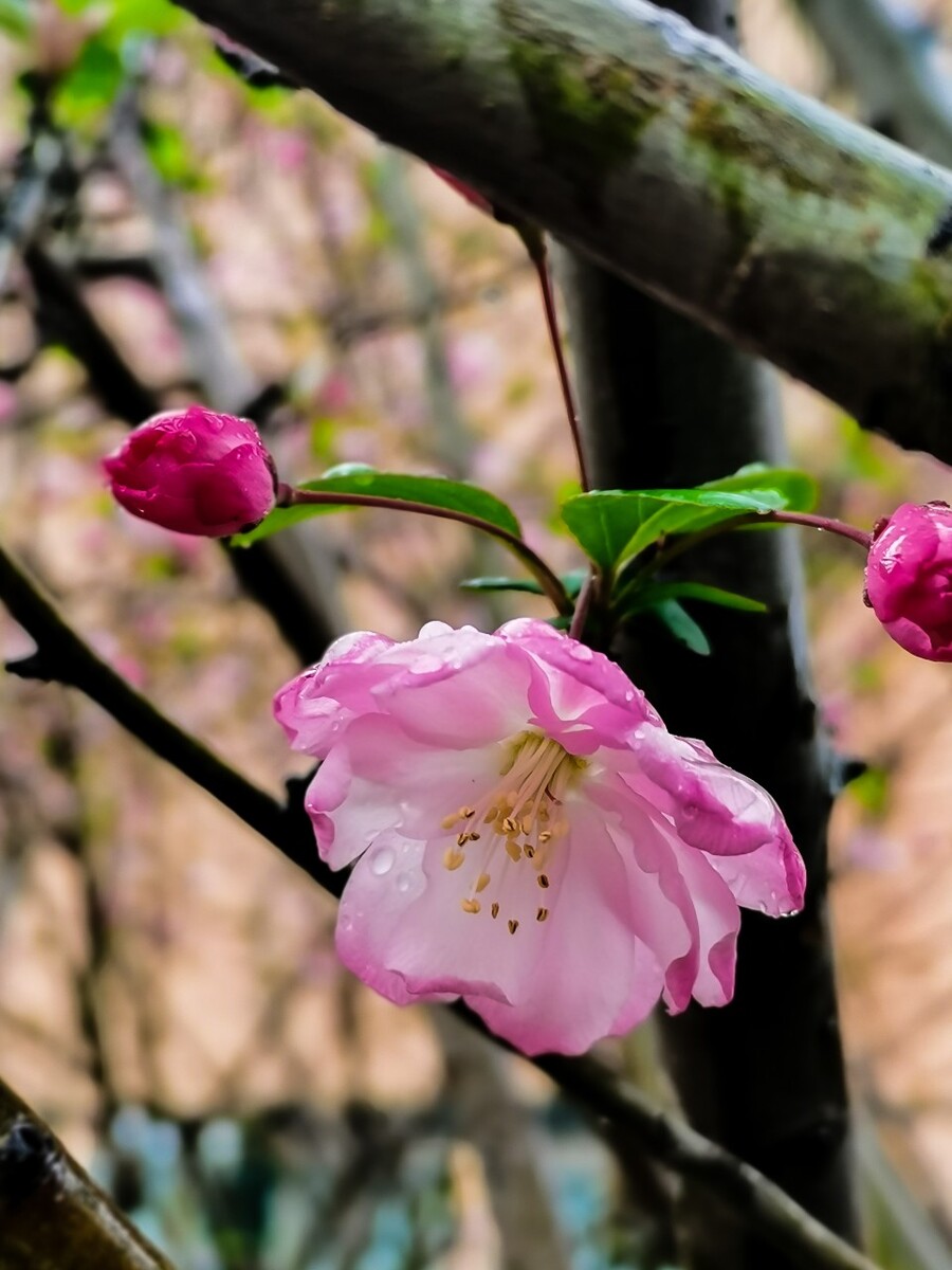 雨中的海棠花 西府海棠 垂丝海棠 贴梗海棠 木瓜海棠 海棠四品 海棠 海棠花 木瓜花 植物 花草 摄影 自然 风光 花草 花卉