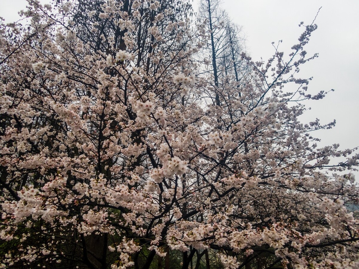 日本樱花 樱花 东京樱花 Cherry Tree 花儿 花卉 植物 太子湾樱花 樱花