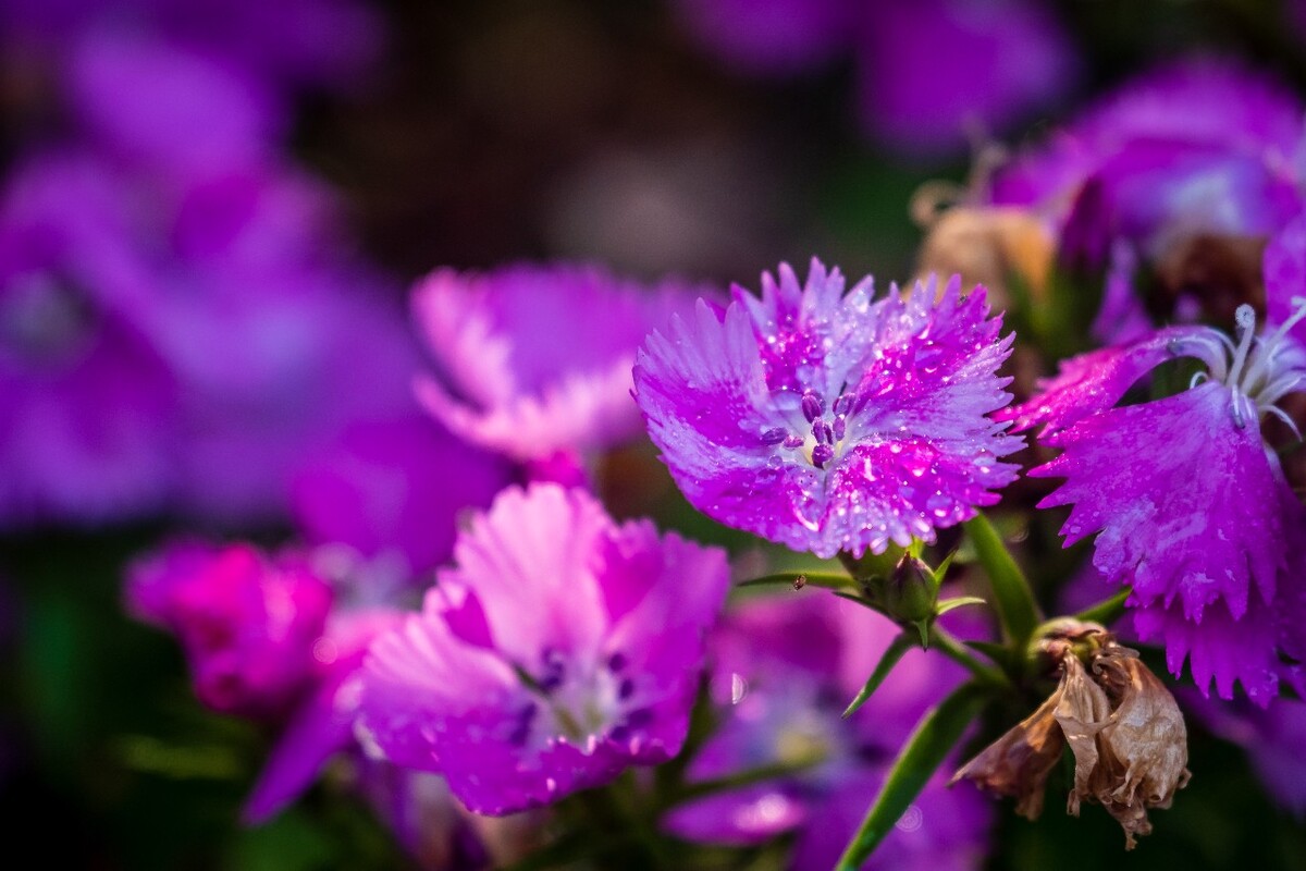 花儿 花卉 花草 自然 风景 风光 摄影 图片 素材 植物 小花 石竹