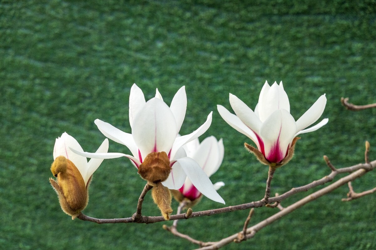 白玉兰 木兰 玉兰花 迎春花 望春 应春花 玉堂春 辛夷花 玉兰