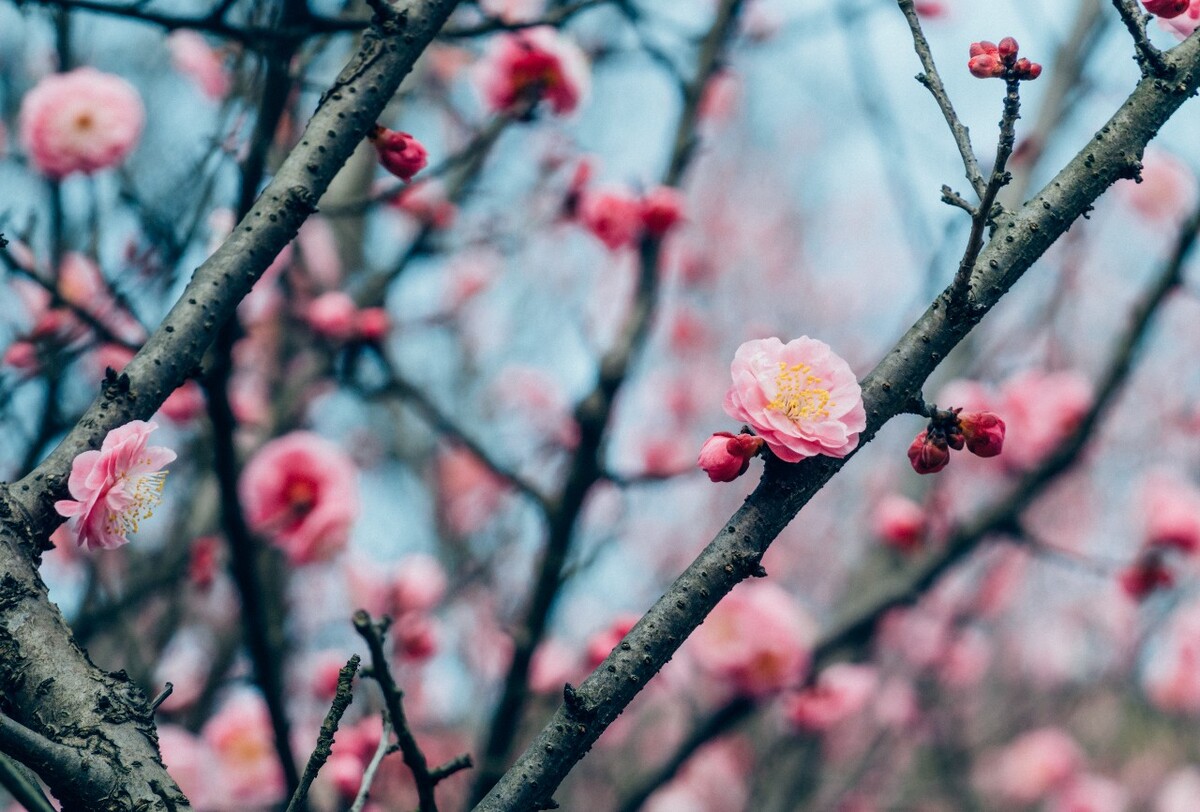 梅 中国十大名花之首 梅花 红梅 花儿 红梅开放 摄影 特写 梅开百花之先,独天下而春